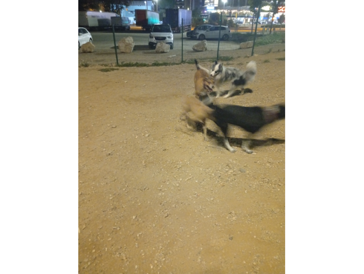 Paseos de perros en Igualada